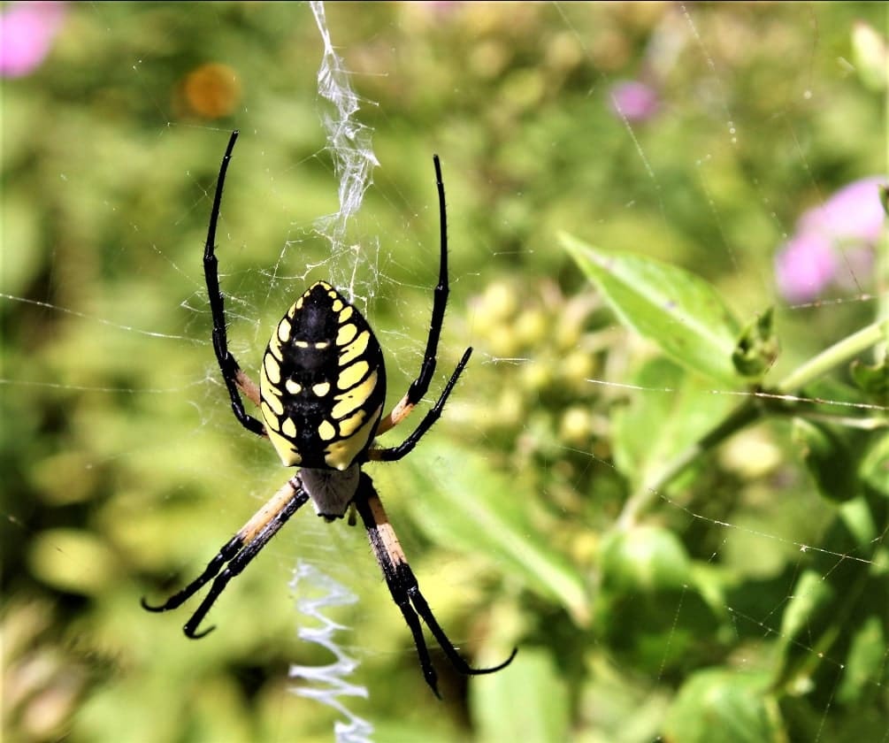 yellow garden spider